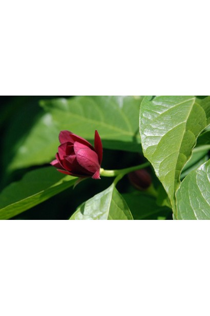 Молодой прирост Калликанта Хартледж Вайн